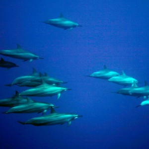 spinner_dolphins_2