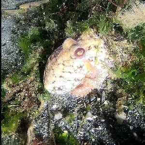 Senescent Octopus Hiding in Seaweed, Badly