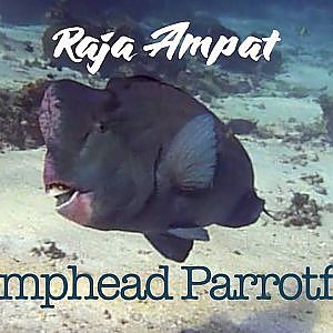 Raja Ampat - Humphead Parrotfish - 2015 【ラジャアンパット】カンムリブダイ