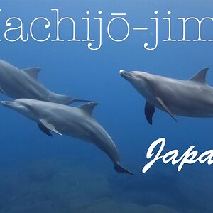 Pod of dophins playing with divers - Hachijo Island, Japan