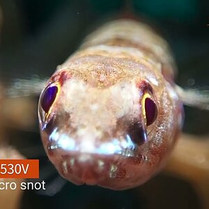 Actual Underwater Photography by OrcaTorch D530V with Micro Snoot