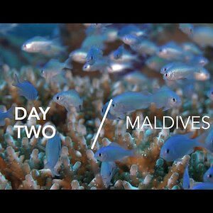 Haddhunmathi  Atoll - Diving Day 2