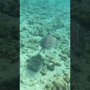 Green Sea Turtle Leisurely Swimming Along the Reef Near Dania Beach Erojacks