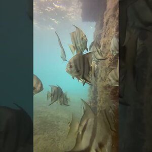 Swimming With Spadefish at the World Famous Blue Heron Bridge in Palm Beach County, Florida.