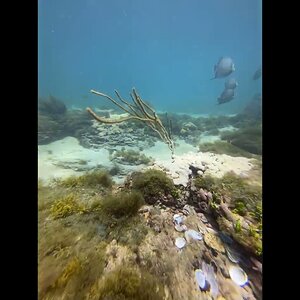 Reef Adjacent to Dania Beach Erojacks in Dania Beach Florida.