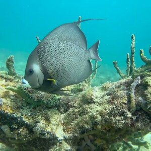 Gray Angelfish at a Cleaning Station
