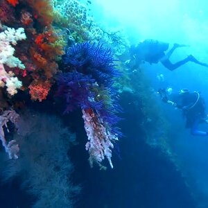 Dive Site "Puri Pinnacle", Raja Ampat, Indonesia