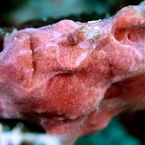 Underwater Wonders, The Frogfishes