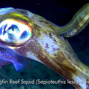 Underwater Wonders, The Cephalopods