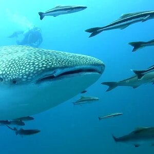 Underwater Wonders, The Whalesharks