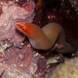Red Faced Eel