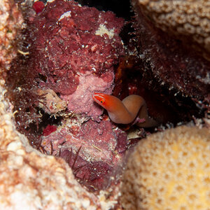 Red Faced Eel 2
