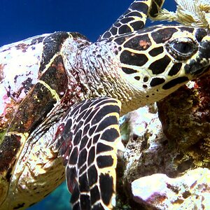 The best of Raja Ampat, discover "Otdima Reef" dive site