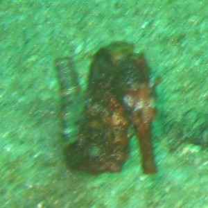 seahorse_cropped_0271