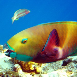 Parrot Fish
