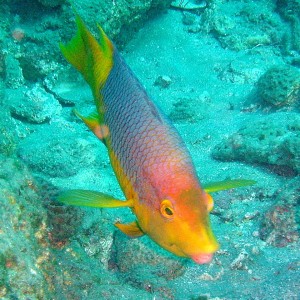 Boynotn Reef on Splashdown 2