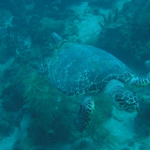 Hawsbill Turtle
