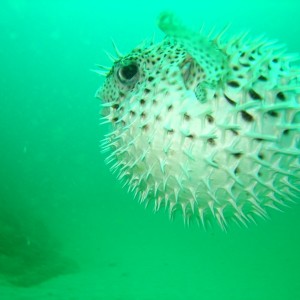 puffer_puffing_resized_0510