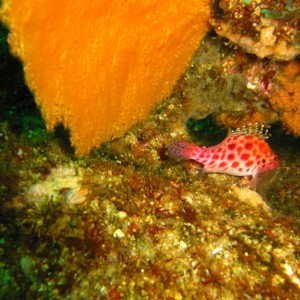 coral_hawkfish_resized_0652