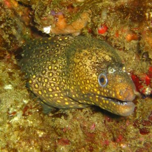 spotted_moray_cropped_resized_0571