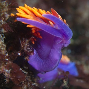 Flabellina Iodinea at Santa Cruz Island
