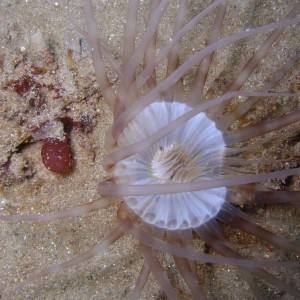 Sand anemone