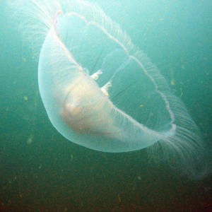 jelly_enjoying_the_plankton_-_oban