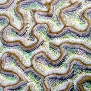Brain Coral detail