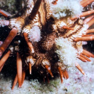 SunSprit - Sea Urchin