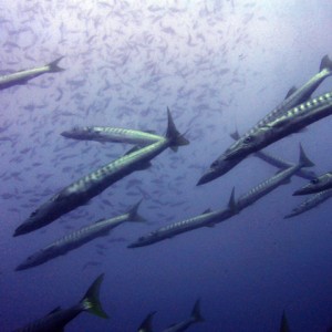 barracudas