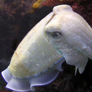 Cuttelfish