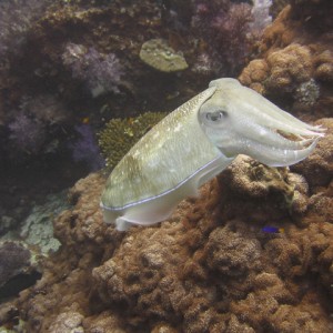 cuttelfish