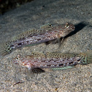 Decorated Gobies