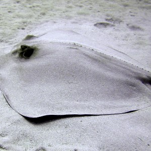 Sand covered Ray
