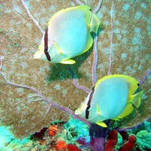 Butterfly fish pair