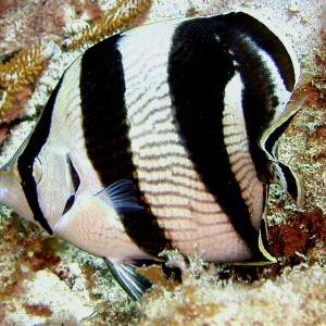 Banded Butterfly fish