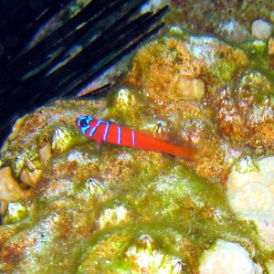 Blue banded Goby