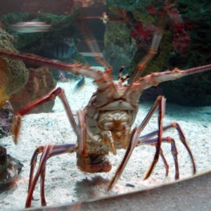 Huge Lobster