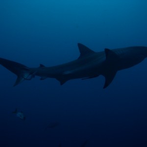 Shark_Dive_Roatan_009