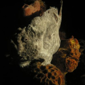 Two Frogfish