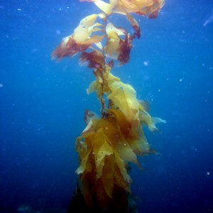 kelp!