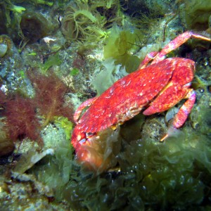 little red crab