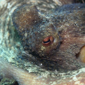 Octopus' eye