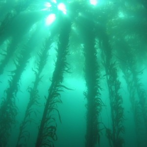 Kelp Canopy