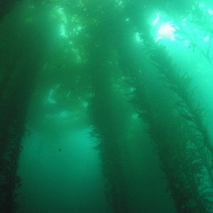 Kelp Canopy too!