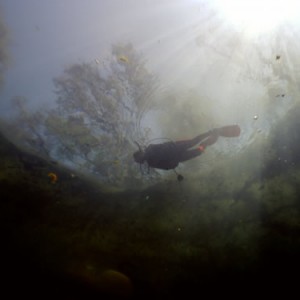 Diving Manatee Springs