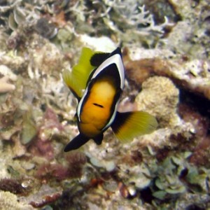 anemone fish