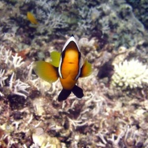 anemonefish41