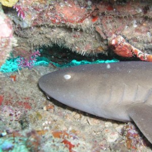 Shark Reef, Grenada (Caribbean)