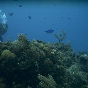 reef_and_diver